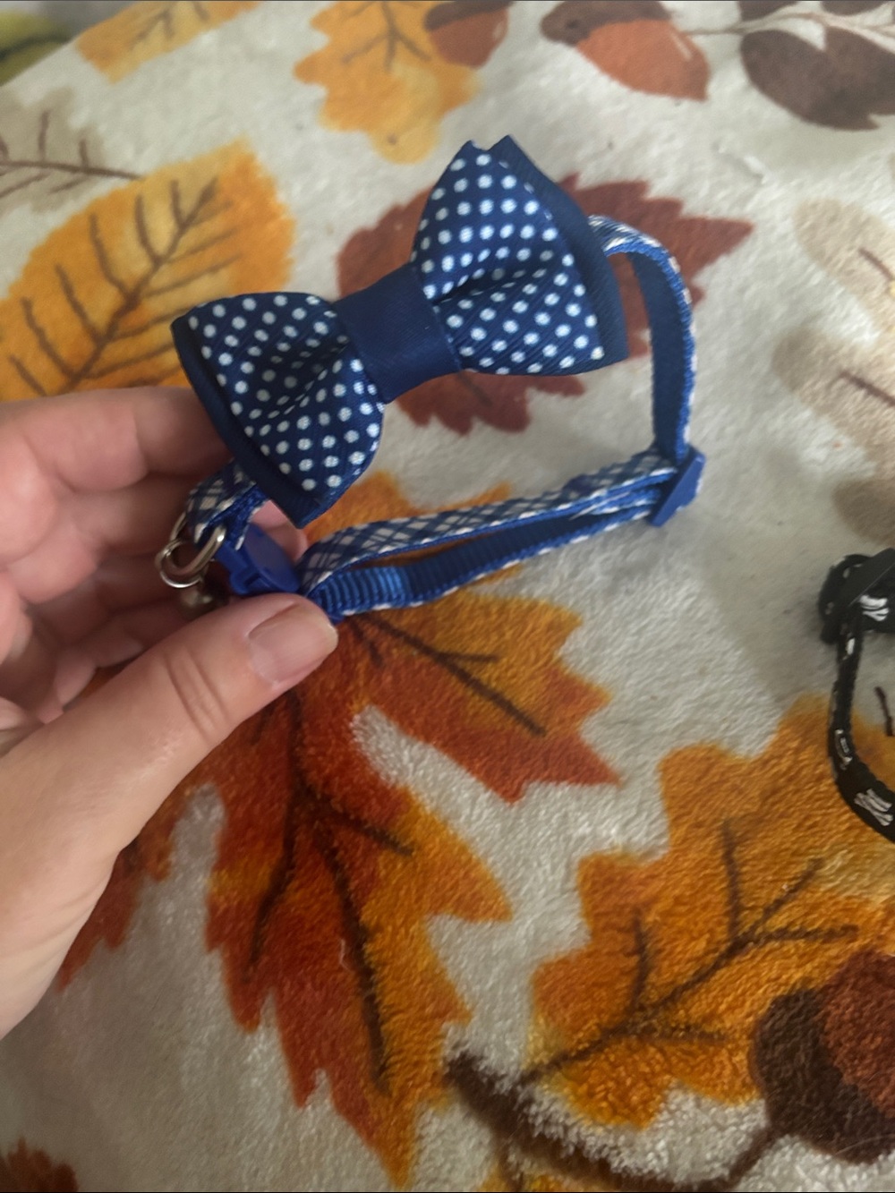 Blue Polka Dot Bow cat Collar